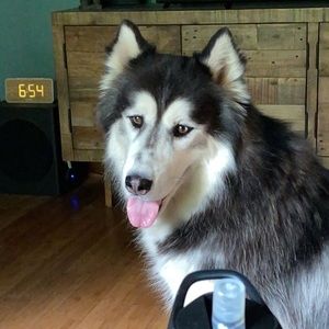 Meet your Posher, Furie